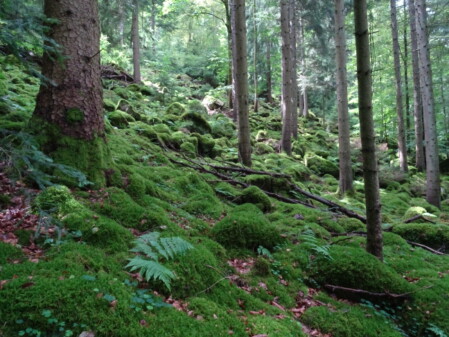 Wald Wald und Farn
